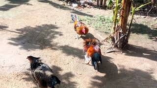 Download Lagu Cock fighting MP3 Download Lagu Cock fighting MP3