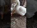 Мамка и папка гуси🦢