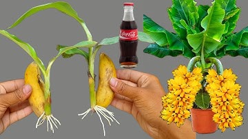 SUPER SPECIAL TECHNIQUE for propagating bananas with coca-cola, Super fast growth