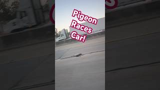 Pigeon Races Vehicle at 59 mph