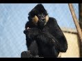 Gibbons swing into zsl london zoo