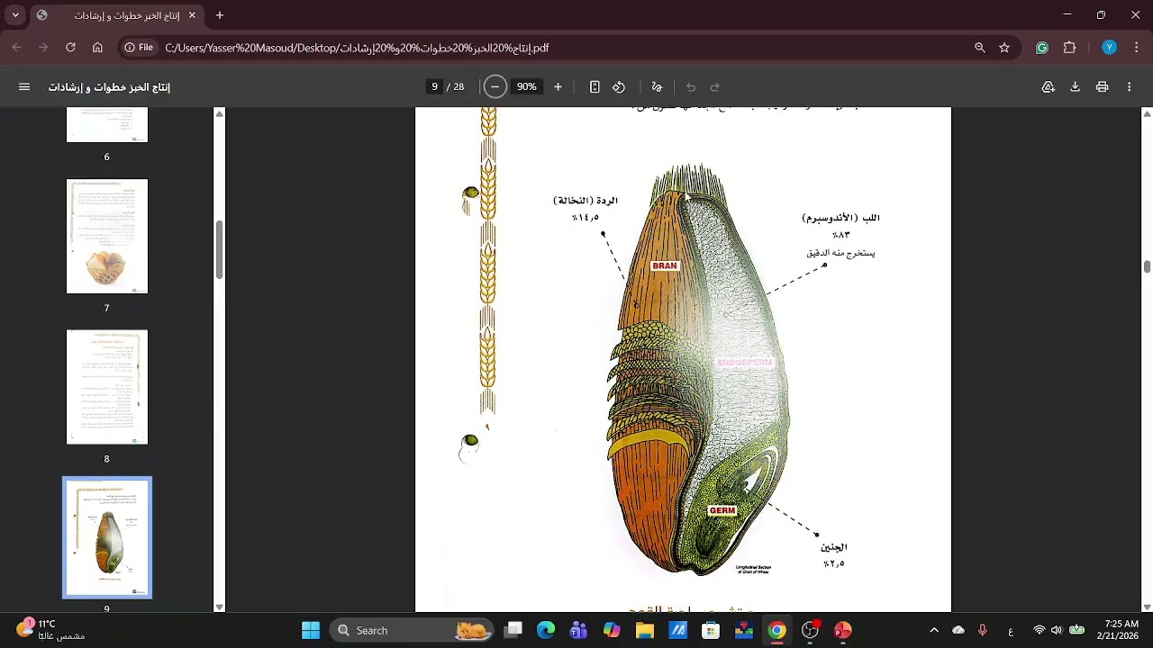 كتاب انتاج الخبز خطوات وارشادات