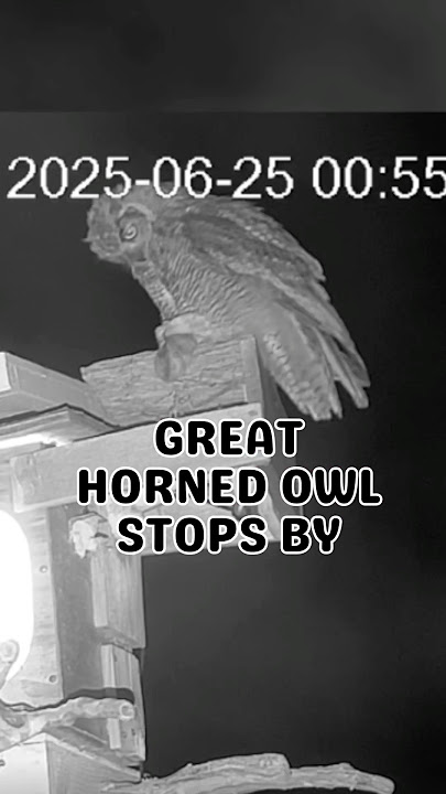 A surprise visit from a great horned owl 🥰 #owllovers #greathornedowl