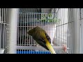 Canary singing _Most spectacular (beautifull)
