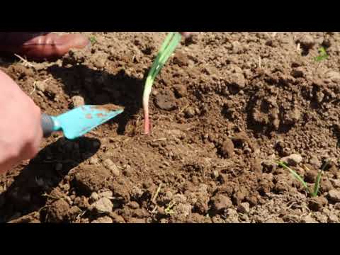 Video: Cipolle In Crescita A Più Livelli In Colture Annuali E Perenni