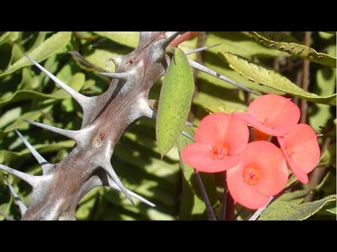 Curso Dinâmicas para Motivação e Cooperação de Equipes nas Empresas - A Flor e os Espinhos