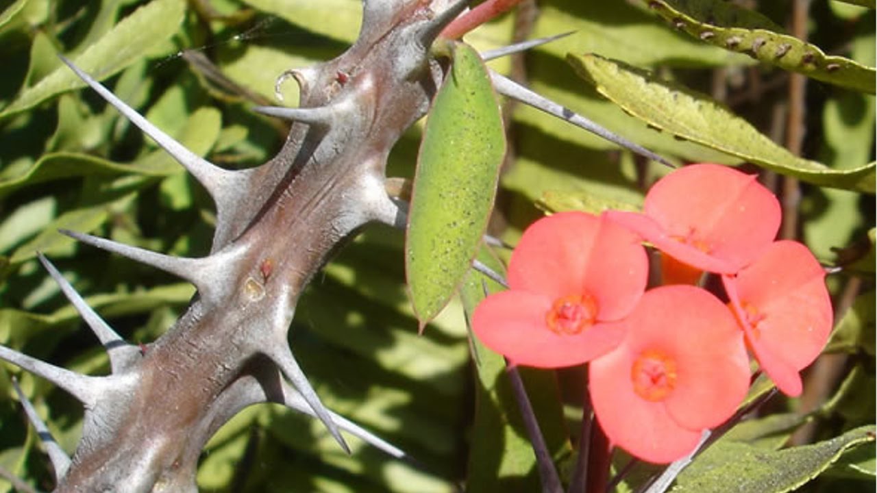 Resultado de imagem para flores de espinhos