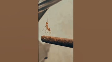 سورة النمل - القارئ: إسلام صبحي