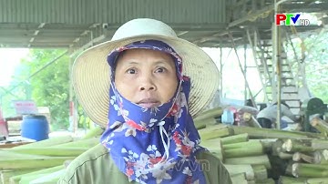 Biến Thân Cây Chuối Thành Sợi Xuất Khẩu || Sợi Chuối Musa Pacta