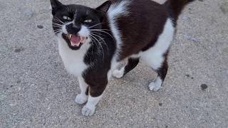 חתול שחור לבן מיילל A black white cat meowing