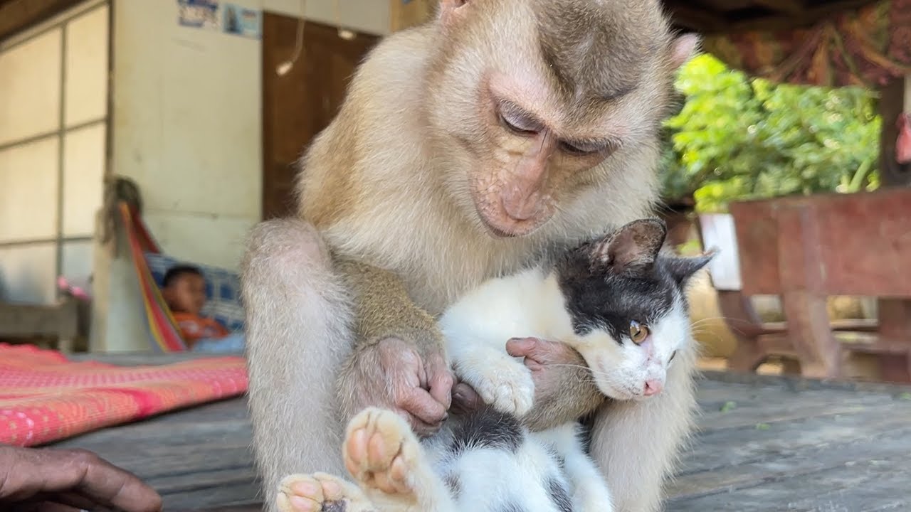 Zueii Monkey Catch To Hug For Grooming Baby Kitty - YouTube