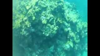 Freediving Spearfishing Okinawa Japan Dec 2013