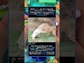 White Tiger vs Lion: The Ultimate Apex Predator Showdown#foryou #fyp #animals #funny