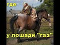 Где у лошади "газ"? Или что такое правильный посыл к троганью.