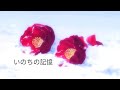 Capture de la vidéo 【いのちの記憶 】Inochi No Kioku By Nikaido Kazumi [Kanji,Romaji,Engsub]