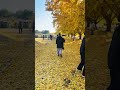 Autumn in Japan 🇯🇵 #autumn #autumninjapan #fall #japan #goldentree #ginkgo #sobue #nagoya