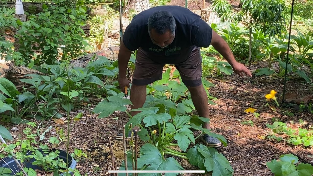 Care and Maintenance On Your Squash Plants For A More Productive