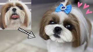 GROOMING SHIHTZU PUPPY CUT 🐶❤️✂️