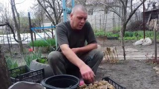 Обработка и посадка картофеля(На этом видео мы вам покажем как мы садим картофель ,картофель вырастит очень крупный ,Спасибо за просмотр), 2016-04-14T18:52:09.000Z)