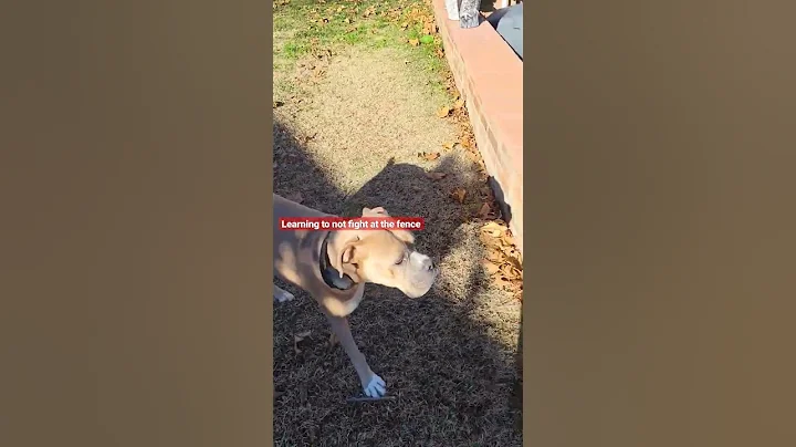 learning not to fight the neighbors ( very aggress...