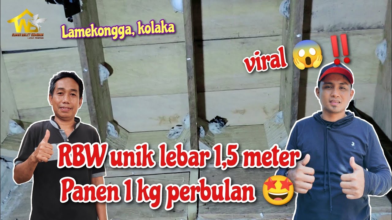 🔴 Cek gedung walet binaan Terkecil di dunia, panen 1 kilo per bulan