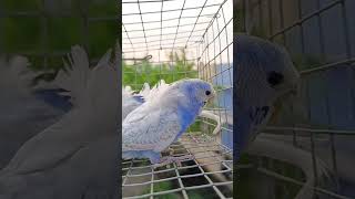 Tiny feathers 💙💙💙 #JPBudgies #Budgies #BudgiePair #CuteBirds #PetBirds #BirdLovers #BudgieLife