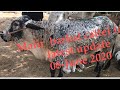 Malir barkat cattle farm part # 3|| latest update today || 08 - June - 2020 || qurbani cows
