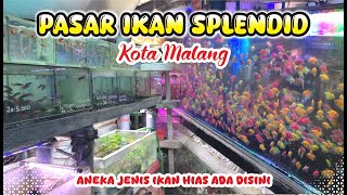 The Latest Splendid Ornamental Fish Market 2025 || The Largest Place to Buy and Sell Ornamental F...
