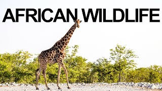 African Wildlife - Virtual Trip To Kruger Etosha Chobe