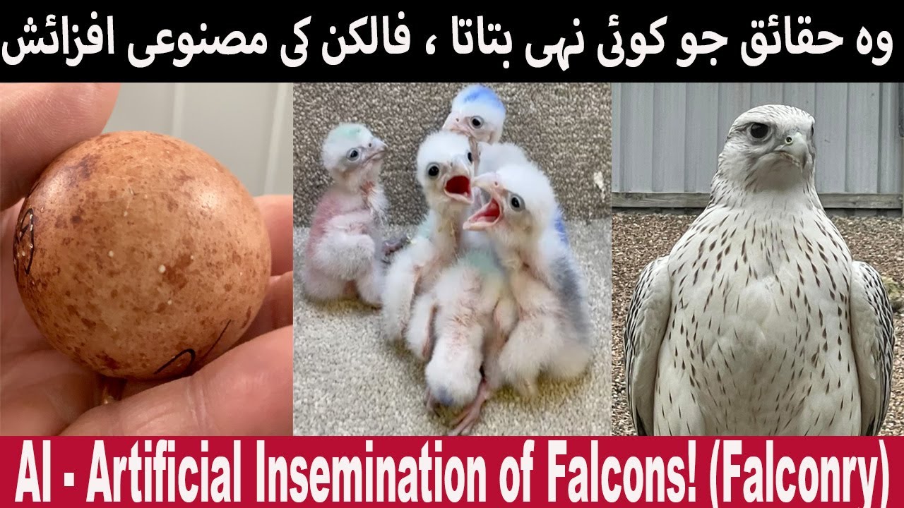 THE FACTS NO ONE TELLS: Breeding Falcons by AI | Artificial Insemination ! (Falconry)