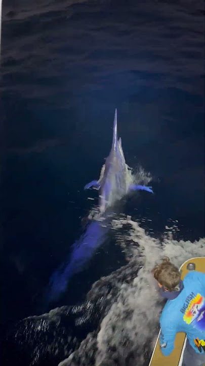 Catching a Giant Black Marlin || ViralHog
