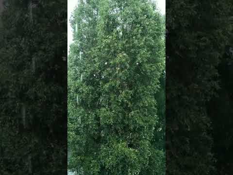 Юрий Шатунов.И шли