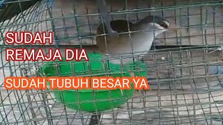 Pikat Burung Tikusan Siap Berperang.? 🤣🤭