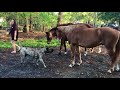 2 yr old Presa Canario meets horses. Got kicked in the end