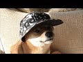 反省してます。 柴犬ゆき Shiba inu, Yuki