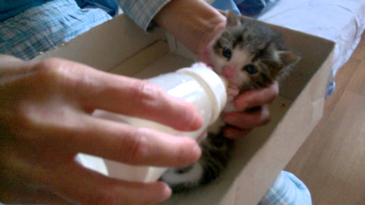 kitten drinking from baby bottle