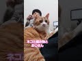 ネコと編み物のある生活。