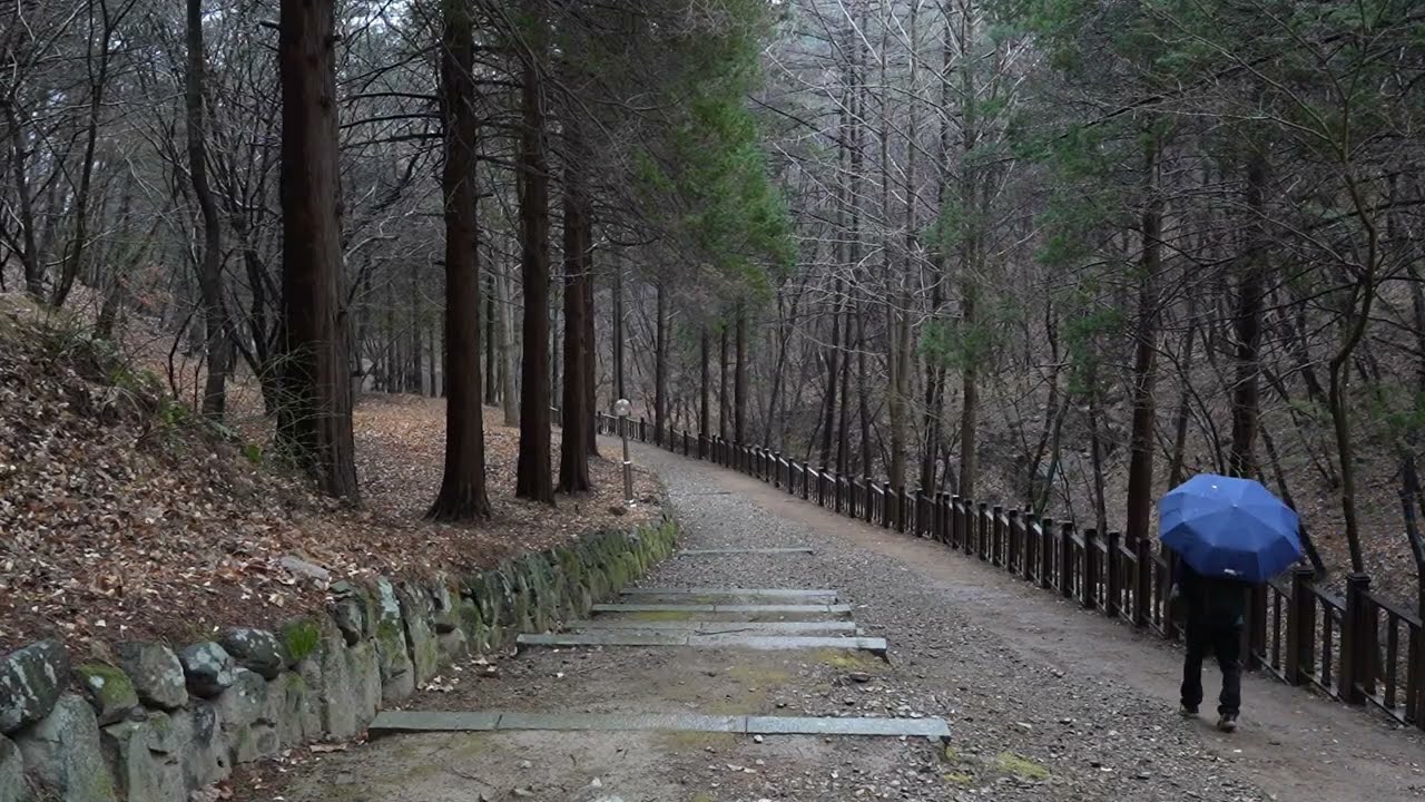 봄 비 오는 숲 길 Spring Rainy March Forest  / Time Archive