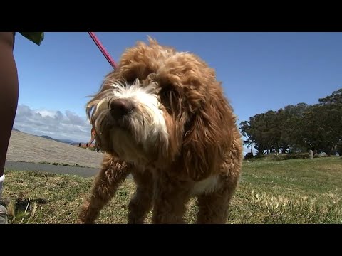 Video: Hundägare steg upp för att spara lokal hundpark från stängning
