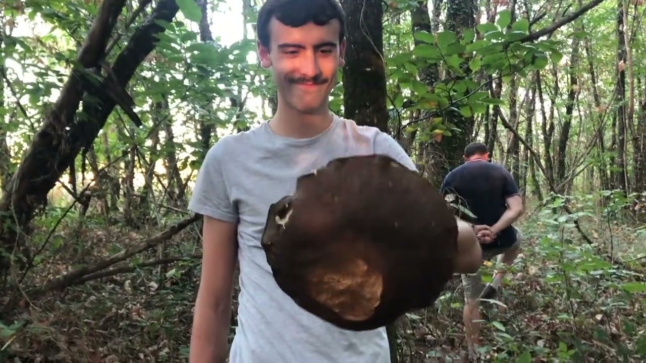 A la cueillette des champignons