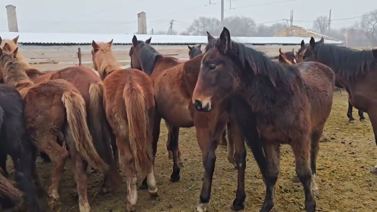 Адрес  сокулукта. Сатылат 0550 93 93 17 ээси