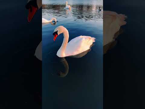 🤍                                                     #nature#swanstories#swanlove#animalkingdom
