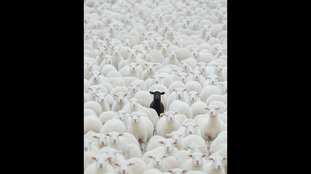 [FREE] EARL SWEATSHIRT TYPE BEAT "black-sheep"