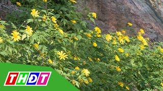 Hoa Dã Quỳ Nở Rộ Trên Núi Ba Vì, Hà Nội Thdt