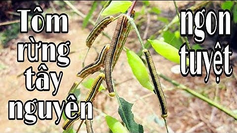 NHỘNG SÂU MUỒNG | TÔM RỪNG TÂY NGUYÊN | Thông Vlog