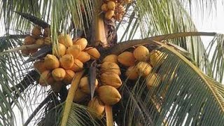 تعرف على جوز الهند من الزراعة إلى التصنيع. سحر الزراعة والصناعة  Coconut farm .English _sub