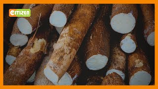 | KILIMO BIASHARA | Mihogo ya GMO | KILIMO BIASHARA | Mihogo ya GMO