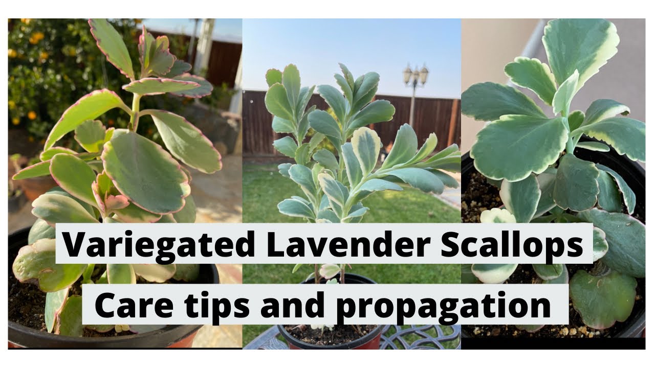 HOW TO CARE AND PROPAGATE VARIEGATED LAVENDER SCALLOPS OR KALANCHOE