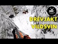 Drevjakt på vildsvin