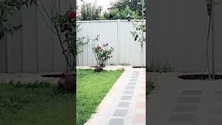 mini dachshund gets over excited when he sees magpies! #funny  #dog #puppy #pets #cute#dachshund